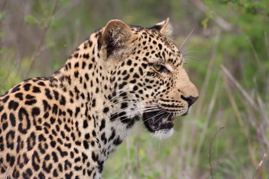 Kruger National Park: 3-Day Essence of the Kruger Safari - Day 1: A private-reserve drive with sundowners