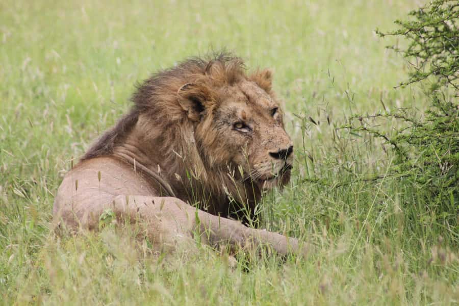 Kruger National Park: 3 Day Safari Tour - Key points to know before booking