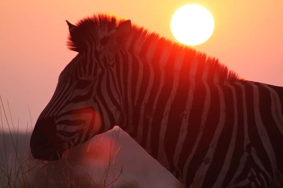 Kruger National Park: 3 Day Safari Tour - Small details that make the trip easier