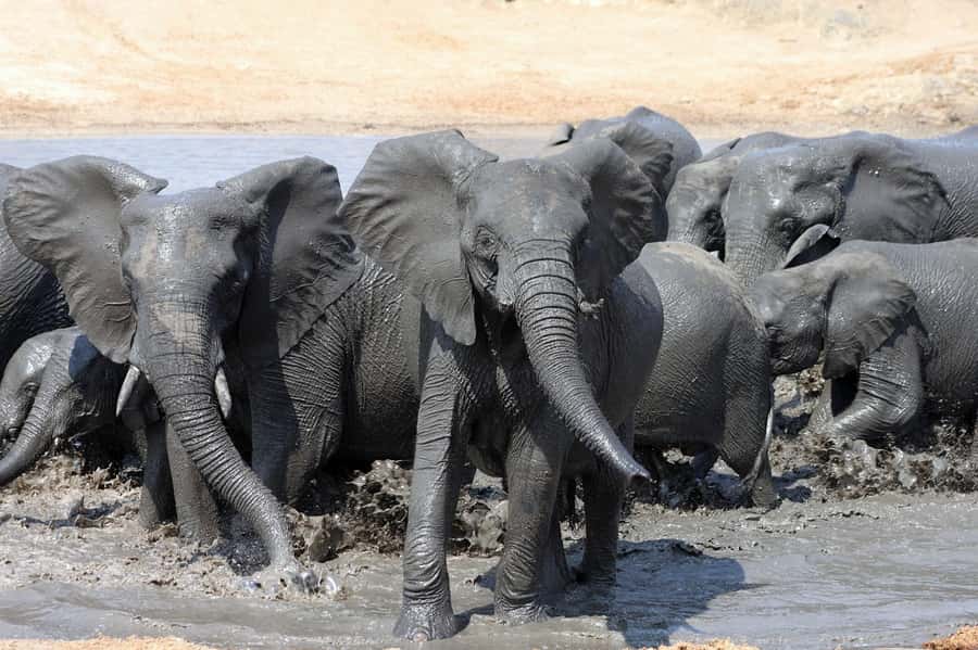 Kruger National Park: 3 Day Safari Tour - A safari that packs a lot into three days