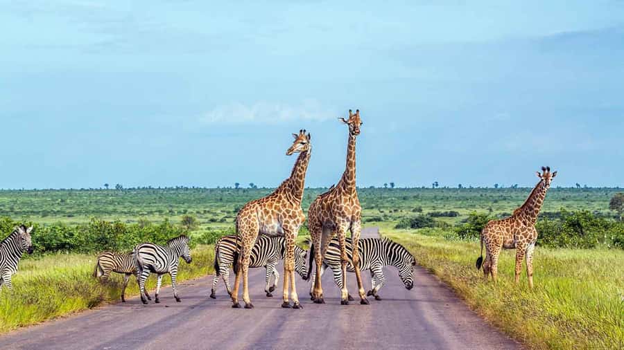 Kruger National Park 3 Days Best Ever Safari from Cape Town - Should you book the three-day Kruger trip?