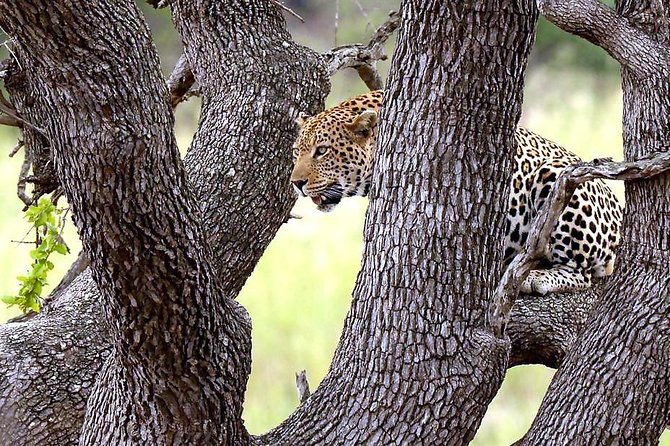 Kruger National Park 3 Days Best Ever Safari from Cape Town - Day 3: An early start for predators