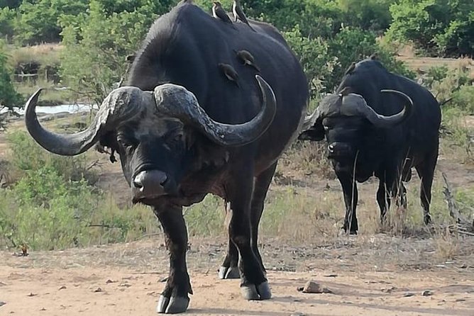 Kruger National Park 3 Days Best Ever Safari from Cape Town - Who will enjoy this safari most