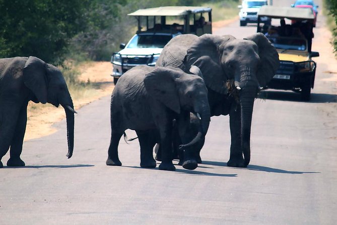 Kruger National Park 3 Days Best Ever Safari from Cape Town - Booking details that deserve attention