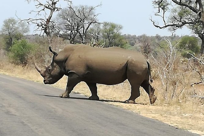 Kruger National Park 3 Days Best Ever Safari from Cape Town - Day 1: Your first five-hour game drive