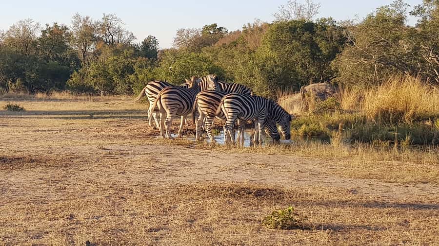 Kruger National Park: 3-Hour Walking Safari - The Early Start and Park Entrance