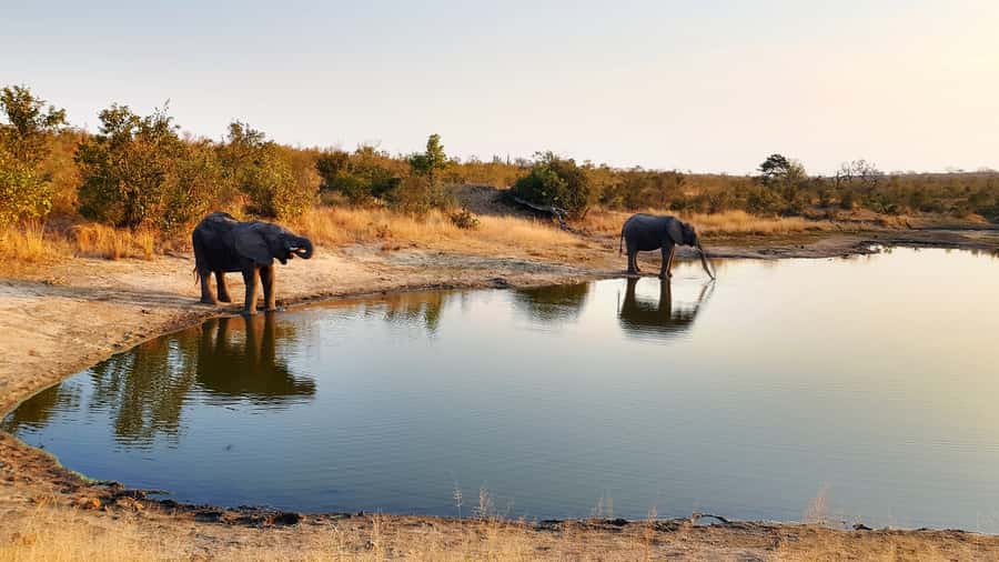 Kruger National Park: 3-Hour Walking Safari - Plants, Medicine, and Bush Survival