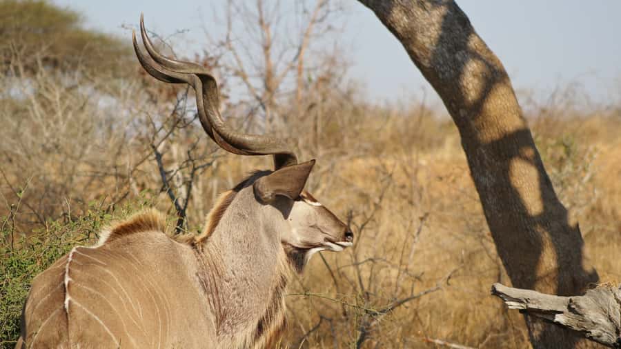 Kruger National Park: 3-Hour Walking Safari - The Main Strengths and Limitations