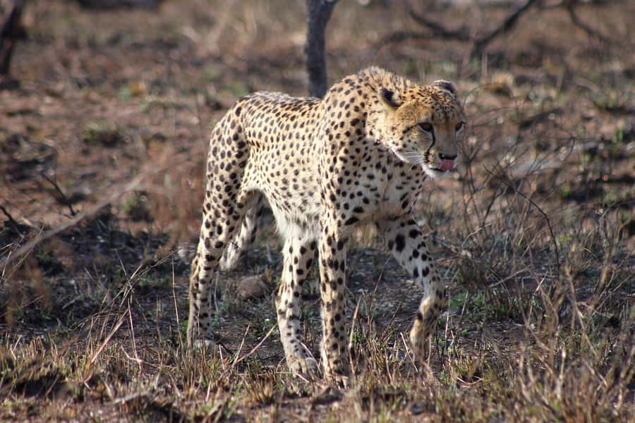 Kruger National Park - 4 Day Safari Tour - Day 1: Johannesburg to Hoedspruit and a sunset safari