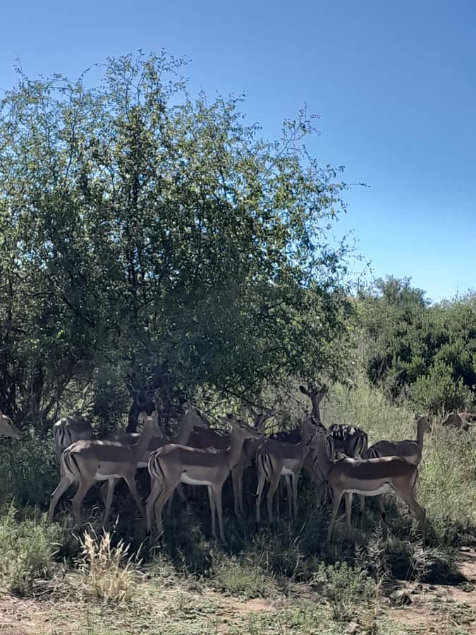 Kruger National Park: 4-Day Ultimate Safari Tour - Key points at a glance