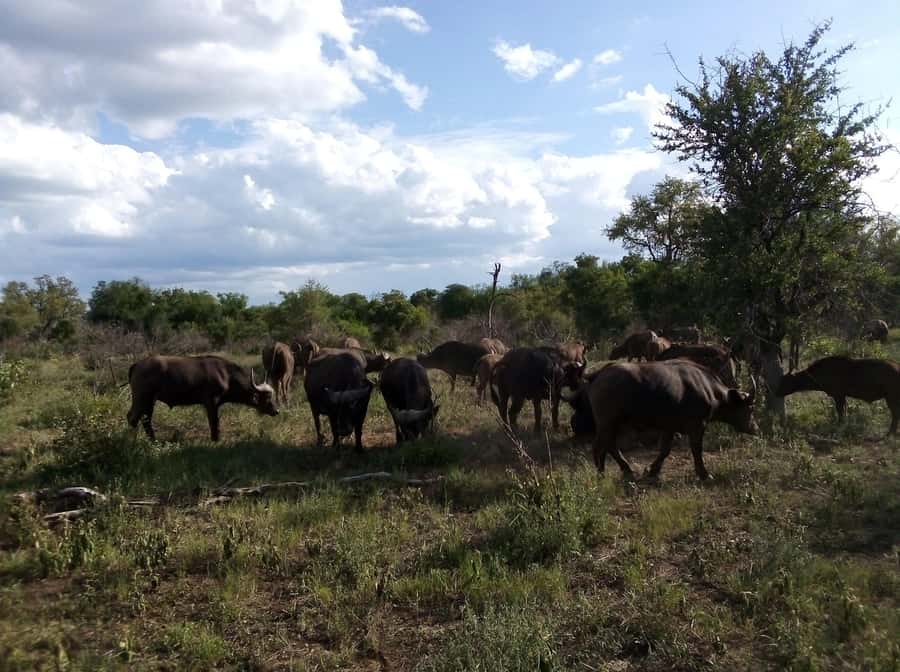 Kruger National Park: 4-Day Ultimate Safari Tour - The lodge: comfort after a long day outside
