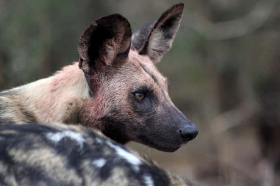 Kruger National Park - 5 Day Safari Tour - FAQ