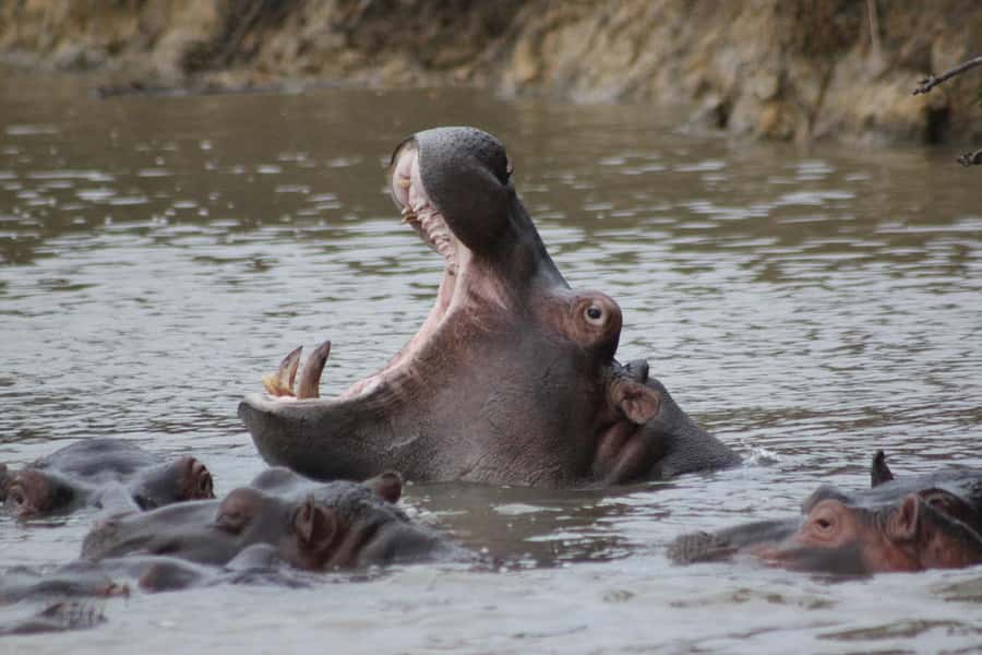 Kruger National Park - 5 Day Safari Tour - Day One: Johannesburg to Hoedspruit and a Sunset Drive