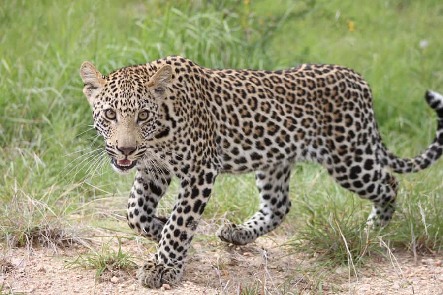 Kruger National Park - 5 Day Safari Tour - Day Three: Moholoholo and the Blyde River Canyon