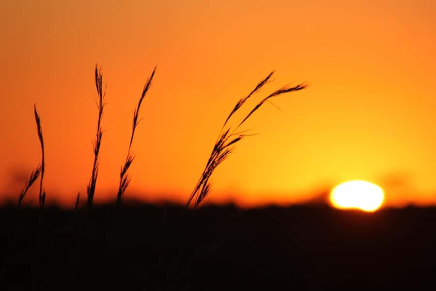 Kruger National Park - 5 Day Safari Tour - Days Two and Four: Full Days Inside Kruger National Park