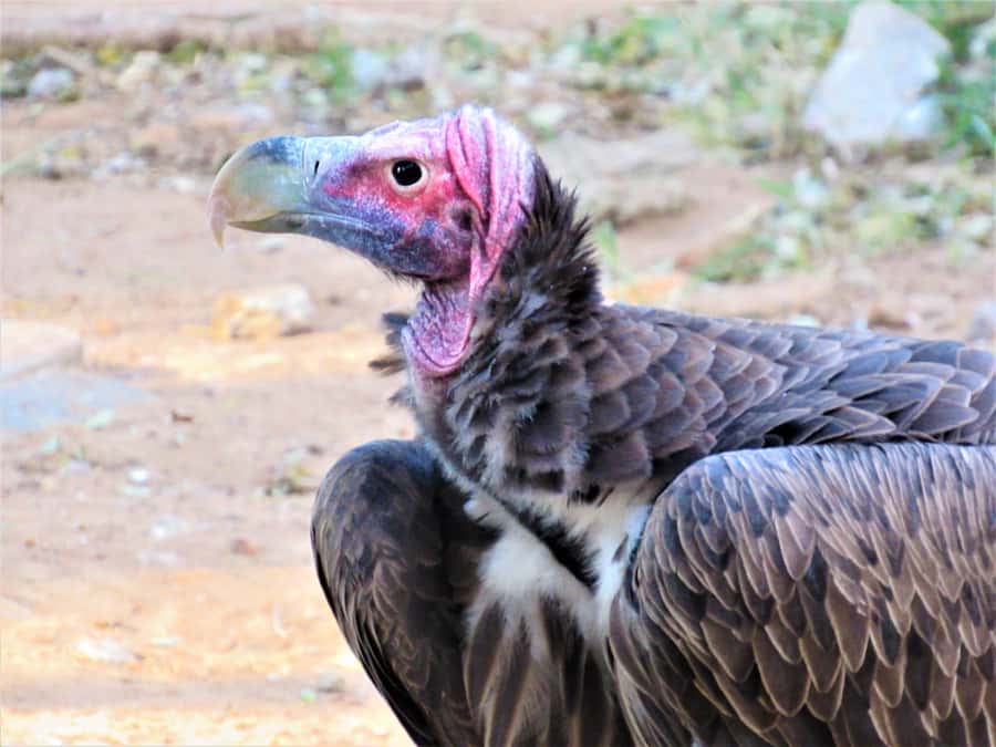 Kruger National Park Afternoon Safari - Booking, cancellation, and confirmation tips