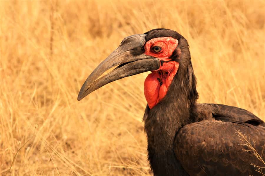 Kruger National Park Afternoon Safari - What the guide adds to the drive
