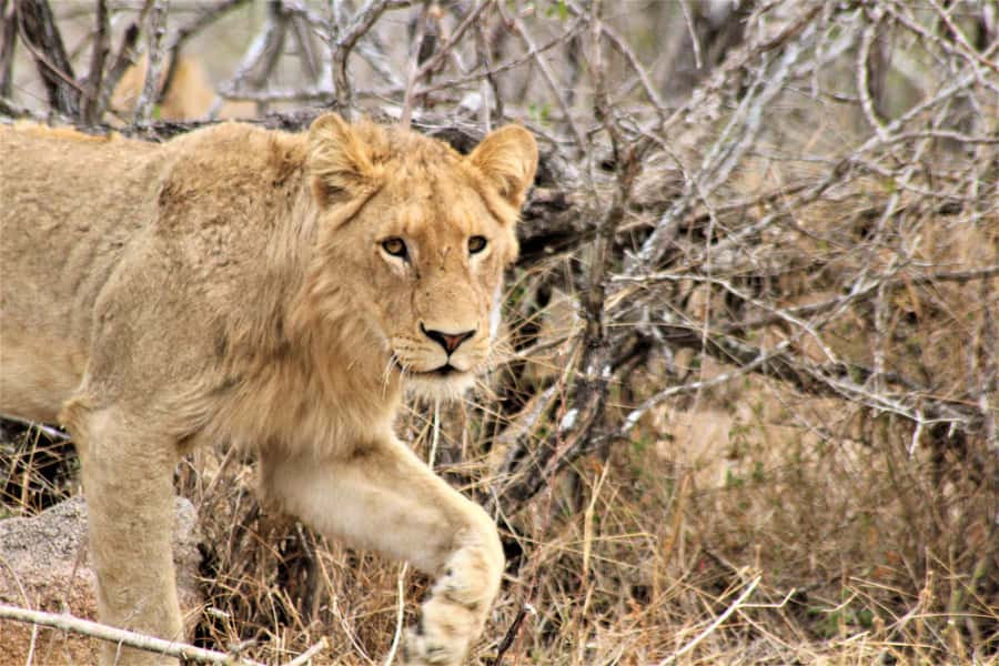 Kruger National Park Afternoon Safari - Open vehicle or air-conditioned comfort