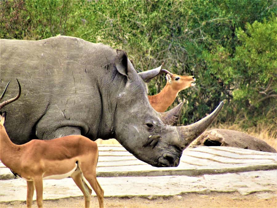 Kruger National Park Afternoon Safari - Meals, water, and what to bring