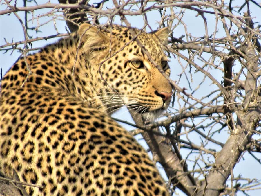 Kruger National Park Afternoon Safari - The real cost: $100 plus conservation fees