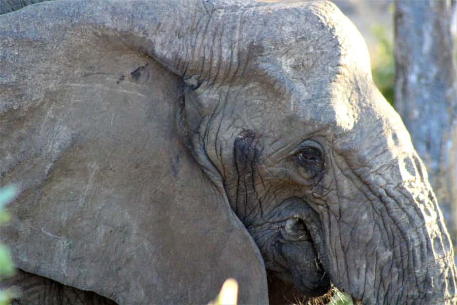 Kruger National Park Afternoon Safari - Who should choose this half-day safari
