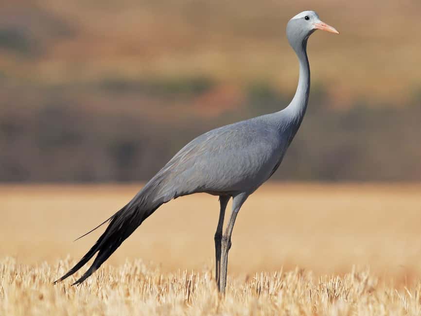 Kruger National Park & Blyde River Canyon 4 Day Safari - Guides, Languages, and Communication
