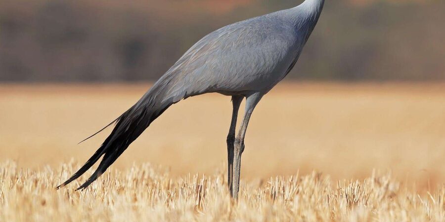 Kruger National Park & Blyde River Canyon 4 Day Safari - The Three Rondavels