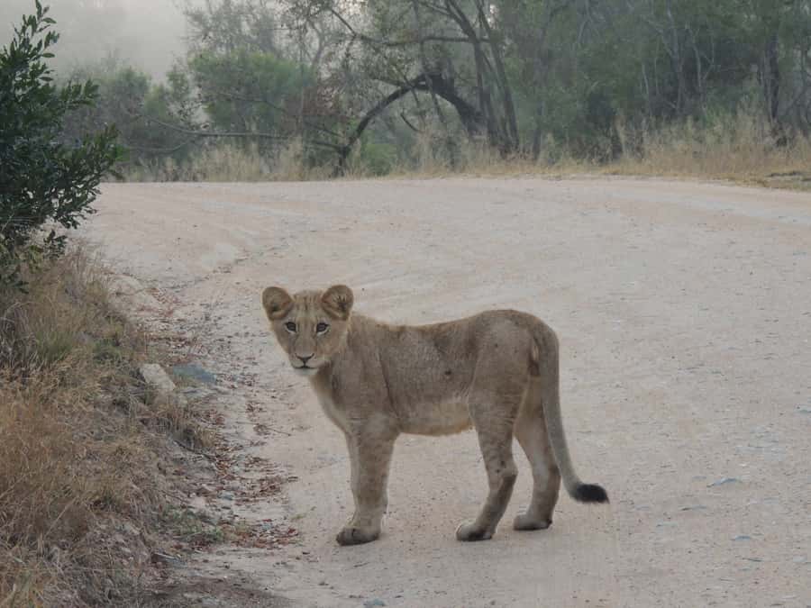 Kruger National Park: Full-Day Game Drive with Pickup - Key points before you book
