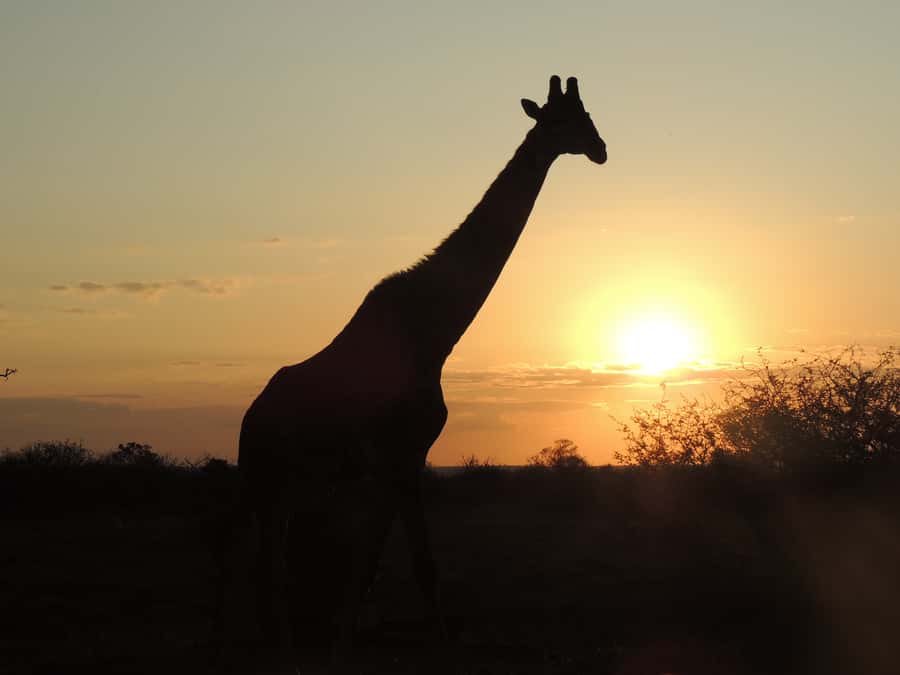 Kruger National Park: Full-Day Game Drive with Pickup - A long day in Kruger, done from an open vehicle
