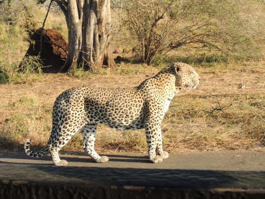 Kruger National Park: Full-Day Game Drive with Pickup - Chasing the Big Five without a guarantee