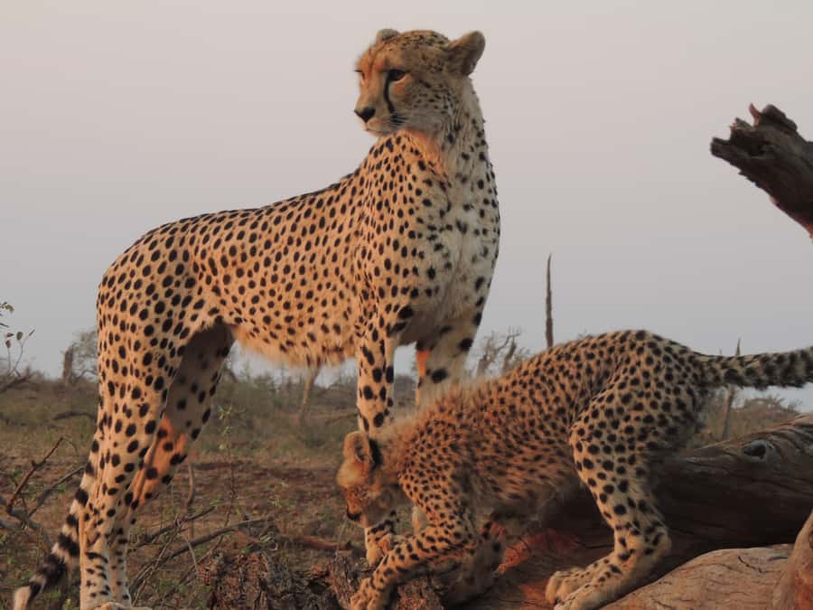 Kruger National Park: Full-Day Game Drive with Pickup - What the open 4x4 is really like