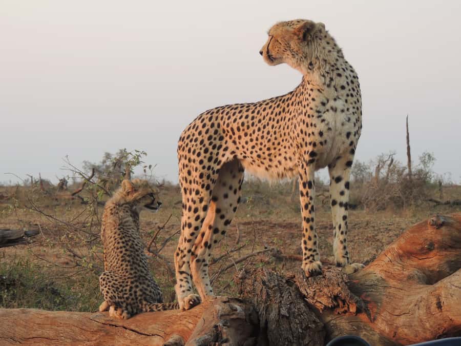 Kruger National Park: Full-Day Game Drive with Pickup - Birds, smaller animals, and the value of a good guide
