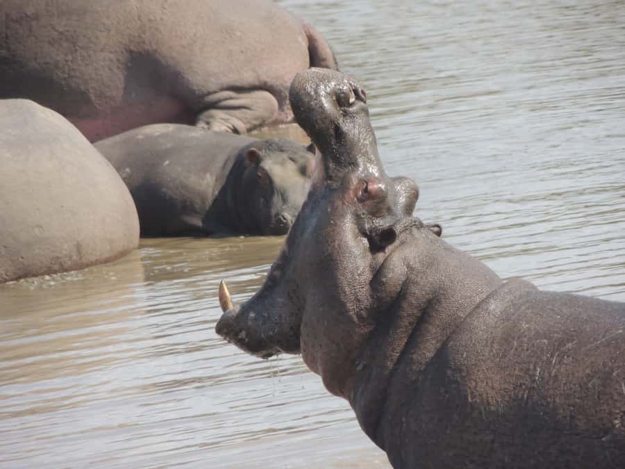 Kruger National Park: Full-Day Game Drive with Pickup - Price, park fees, and overall value
