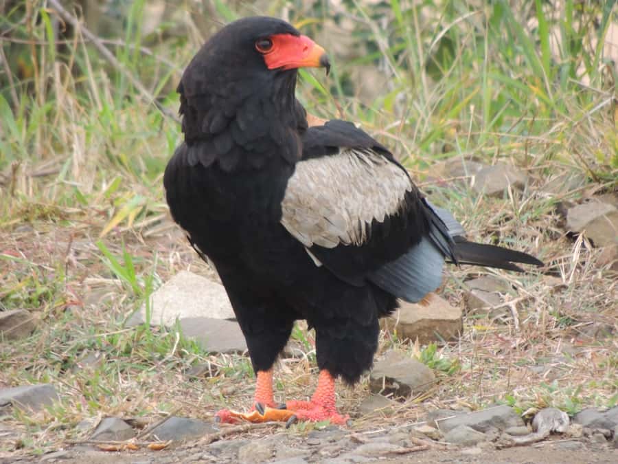 Kruger National Park: Full-Day Game Drive with Pickup - What to pack for a comfortable safari