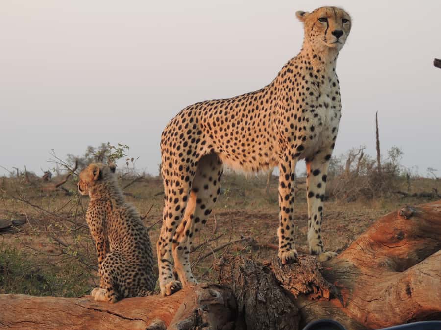 Kruger National Park: Full-Day Game Drive with Pickup - Who should book this Kruger game drive?