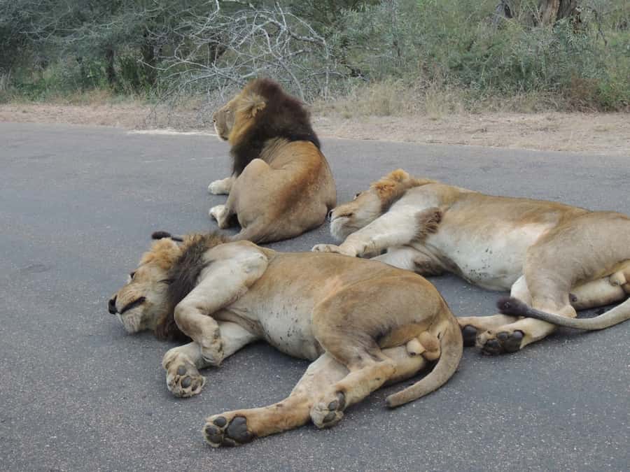 Kruger National Park: Full-Day Game Drive with Pickup - Pickup, gates, and the first hours