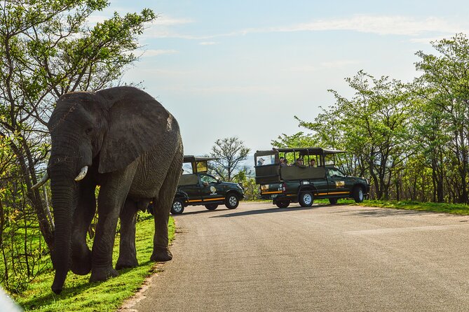 Kruger National Park Full Day Private safari - Why the early start matters in Kruger