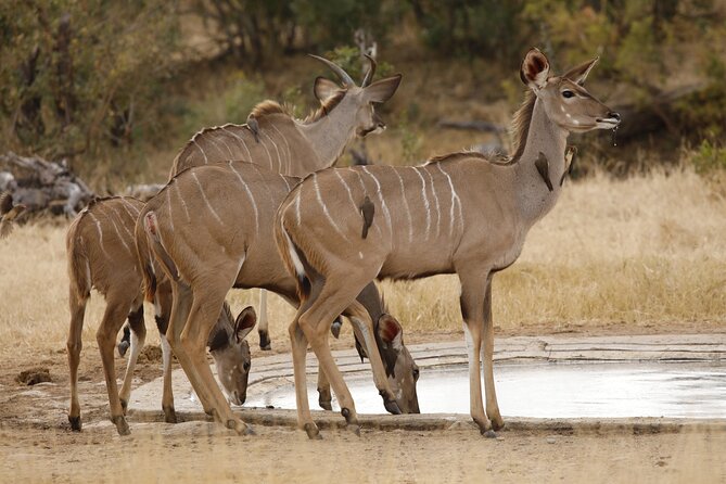 Kruger National Park Full Day Private safari - The Big Five search and the animals beyond it