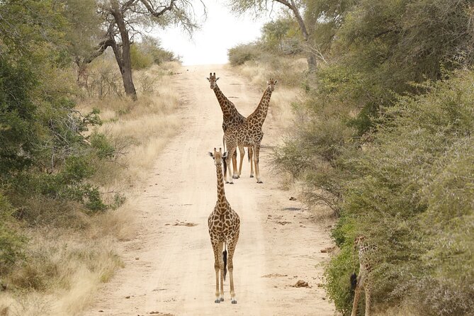 Kruger National Park Full Day Private safari - Who will get the most from this safari