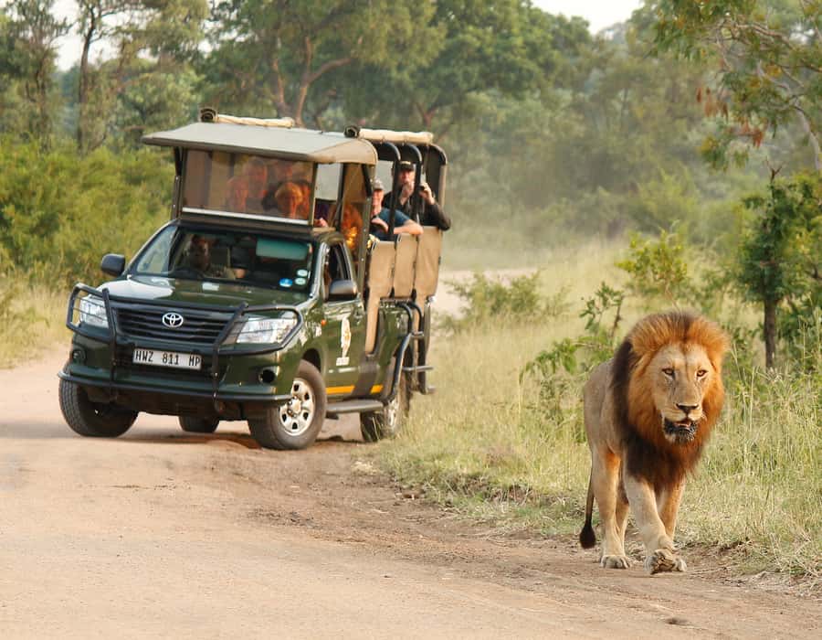 Kruger National Park: Full-Day Private Safari With Pickup - Key points to know before booking