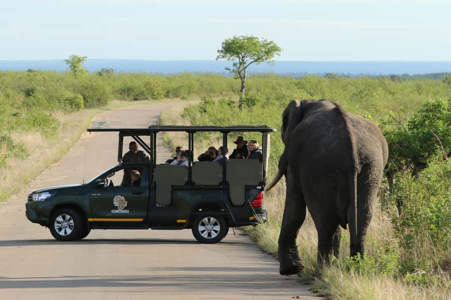 Kruger National Park: Full-Day Private Safari With Pickup - Why the early hours matter in Kruger