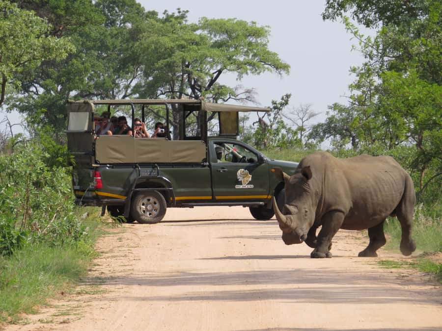Kruger National Park: Full-Day Private Safari With Pickup - What the open safari vehicle gives you