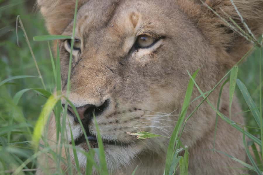 Kruger National Park Full-Day Safari - Who should book this Kruger safari?