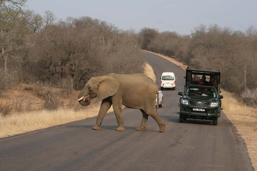 Kruger National Park Full-Day Safari - Starting before sunrise from Hazyview