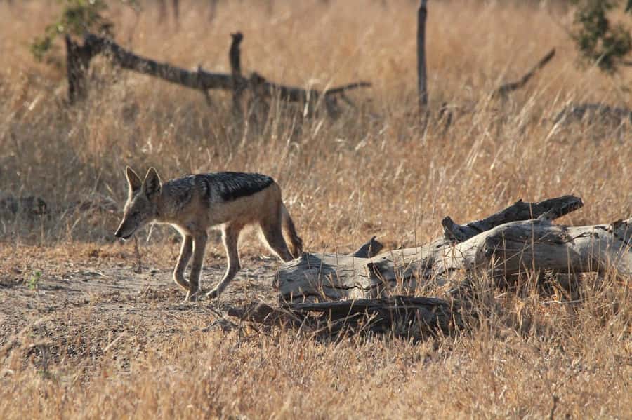 Kruger National Park Full-Day Safari - What the guide adds to the day