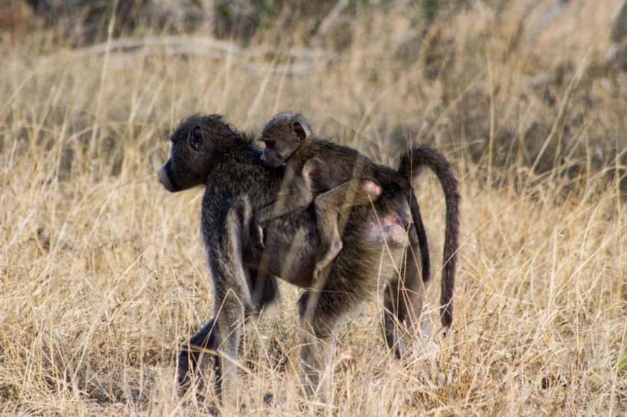 Kruger National Park Full-Day Safari - Midday heat and the long afternoon search