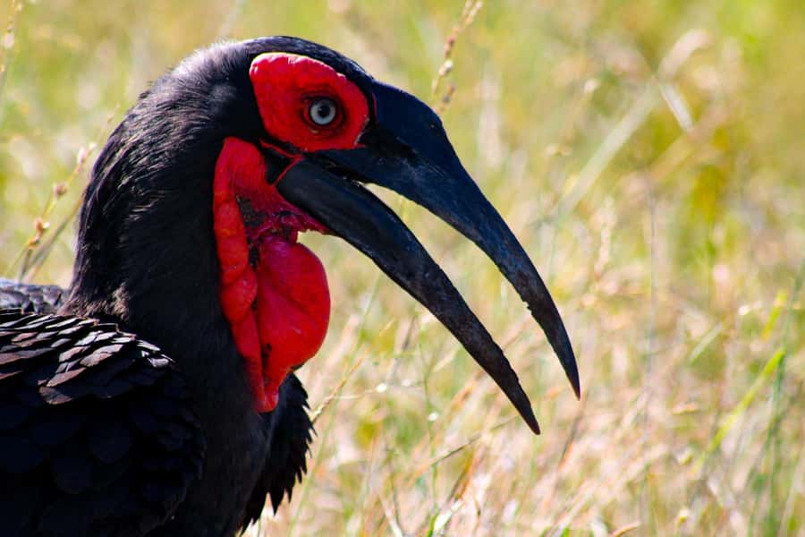 Kruger National Park Full-Day Safari - Rock paintings and archaeological sites