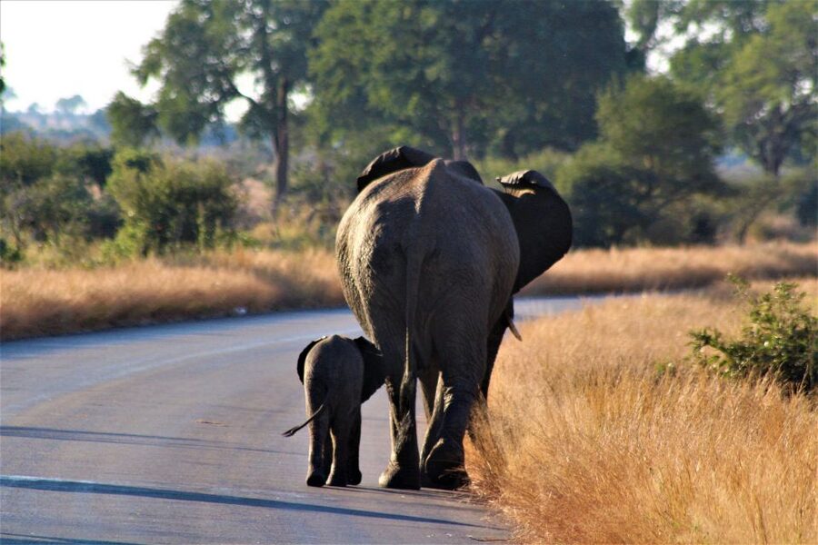 Kruger National Park Full-Day Safari - What the $130 price really covers