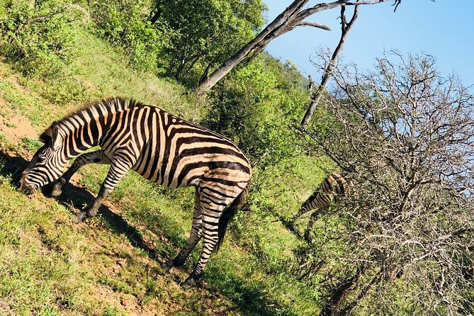 Kruger National Park Full-Day Tour - What guide Aylton adds to the experience