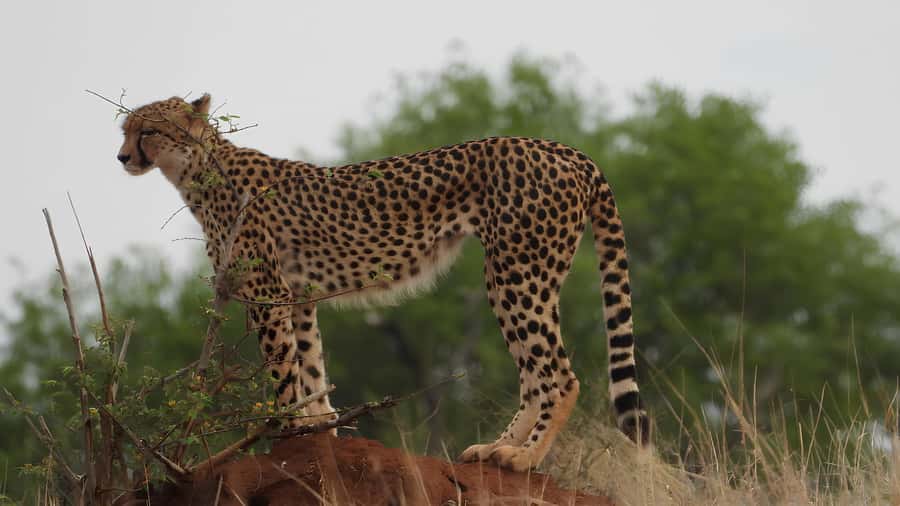 Kruger National Park Game Drive (Half-Day PM) - Key points to know before you book